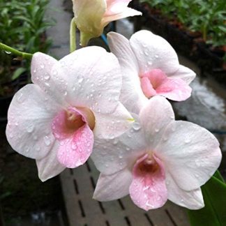 Orchid Seedling Plants