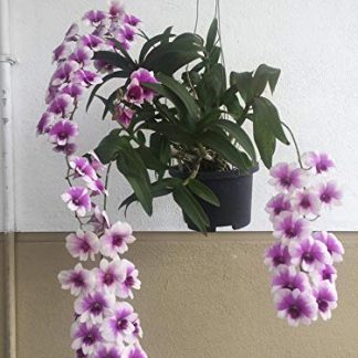 Purple Yaya Helathy Live Plant Without Pot