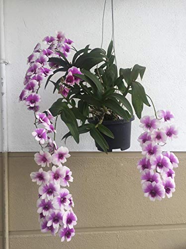 Purple Yaya Helathy Live Plant Without Pot