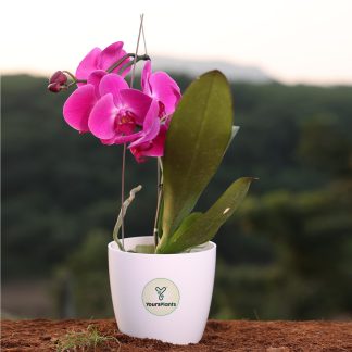 Orchid (Phalaenopsis) Live Plant